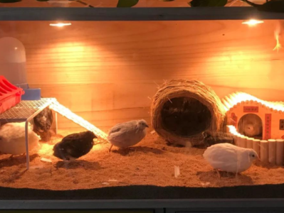 怎么将卖芦丁鸡作为自己的主业？需要怎么做？