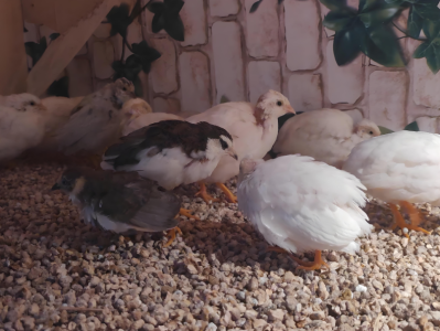 卖这种鸟，1个月居然能赚好几千？！